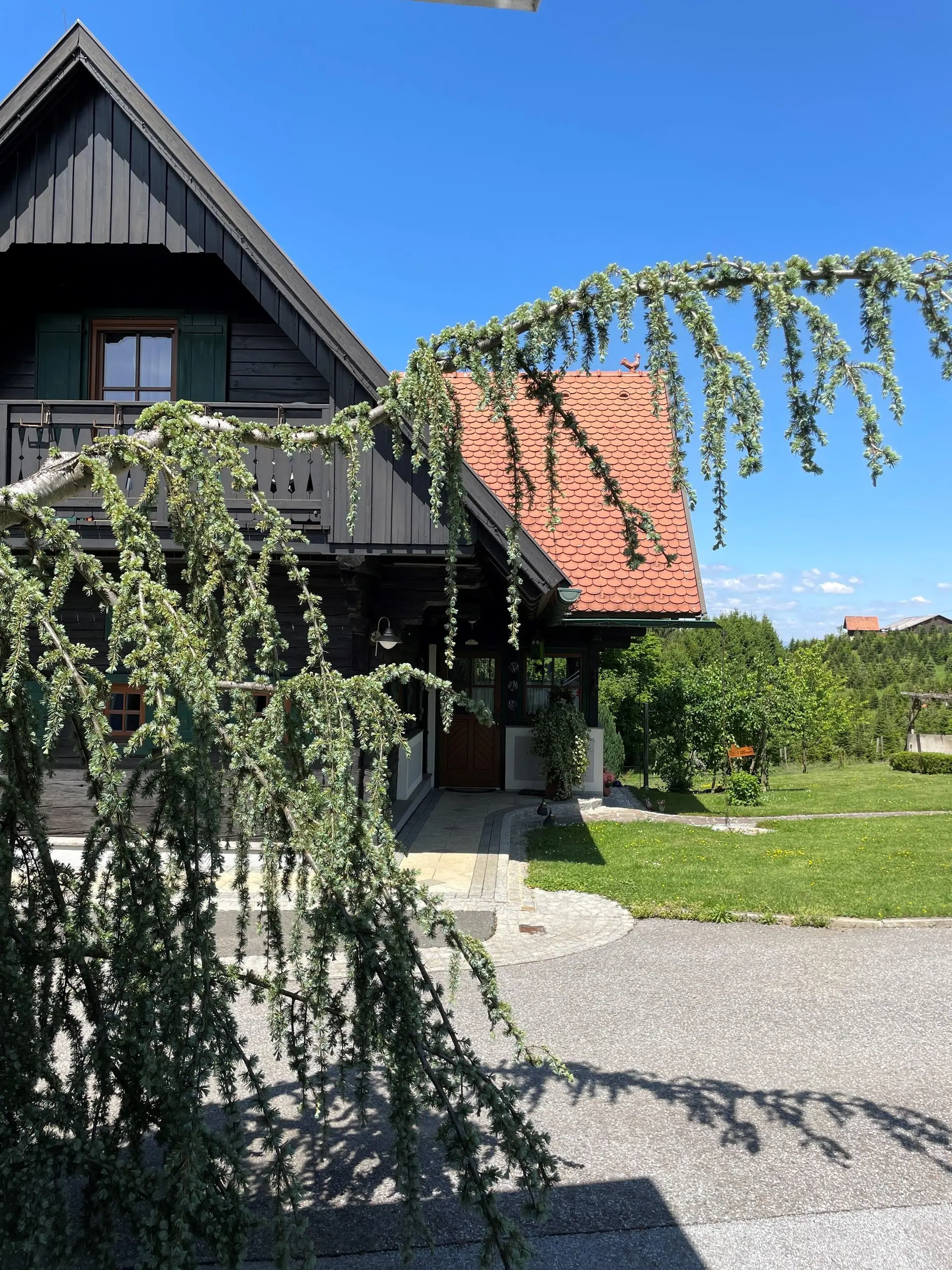 Giebel des Blockhauses hinter den Zweigen einer Hängezeder