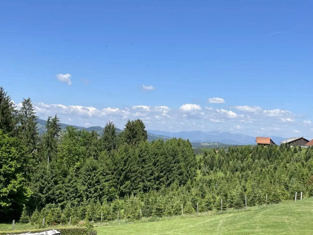 Fernblick über Wald und junge Fichten auf die Hügel der Weststeiermark